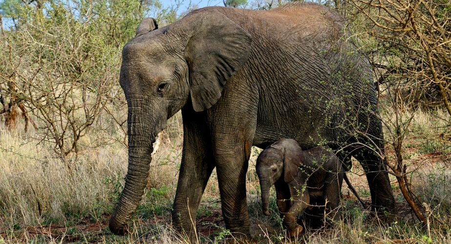baby olifant in Kruger NP